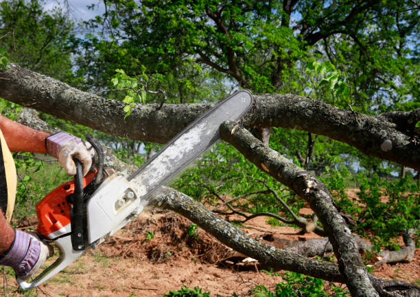 Best Tree Clearing Services  in Northview, MI